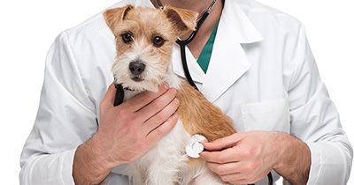 Inscrições Curso Gratuito de Auxiliar de Veterinária e Pet Shop 2018