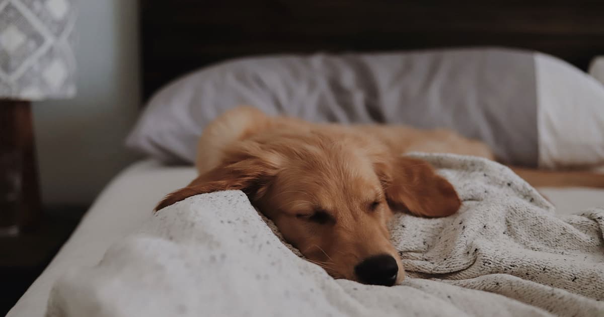 Dividir a cama com cães e gatos pode ser perigoso? Entenda os RISCOS!