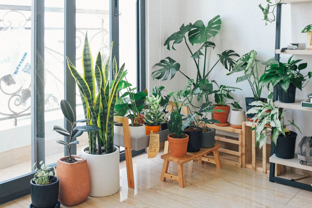 Quer ter plantas em casa, mas trem pouca luz? Veja a solução!