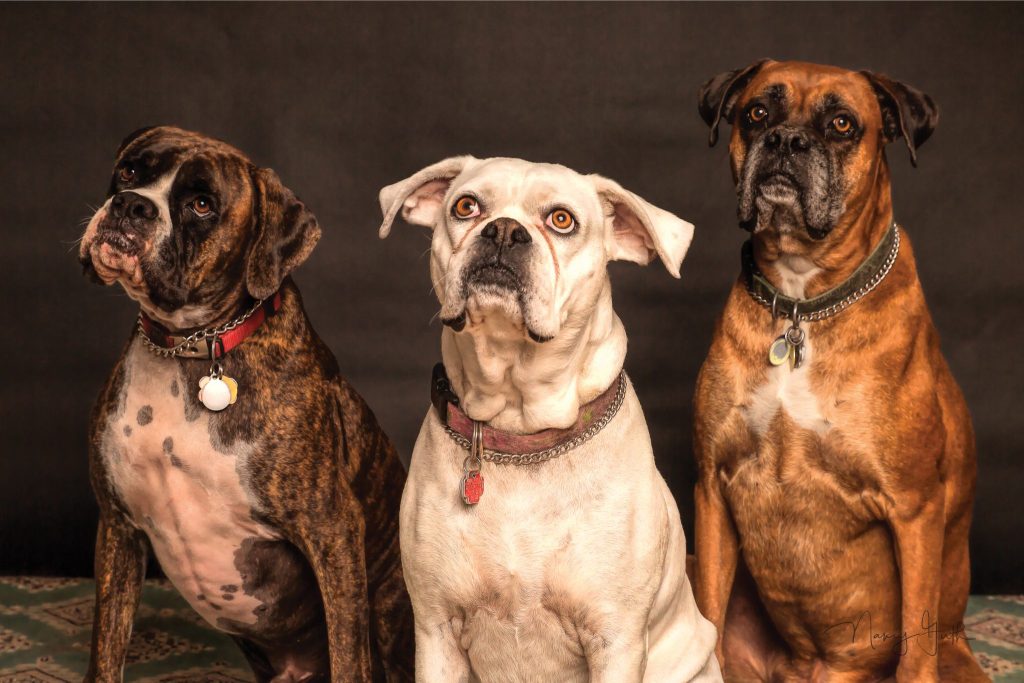 Você ouviu falar que o governo vai tributar donos de cães? Saiba se é verdade!