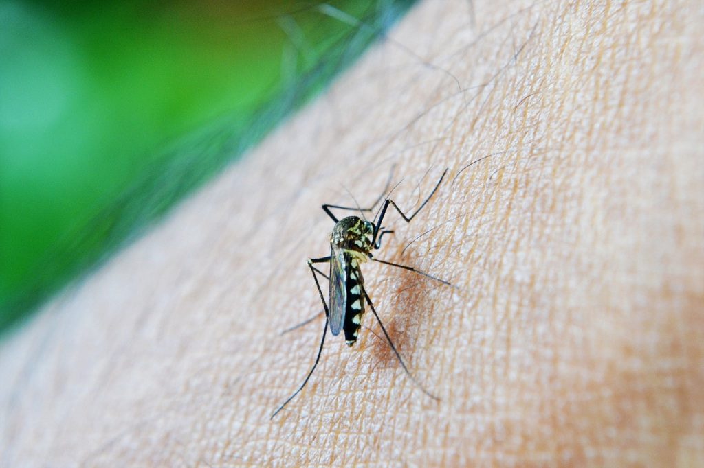 INOVADOR! Novo aplicativo promete facilitar o trabalho de agentes de saúde no combate à dengue; veja