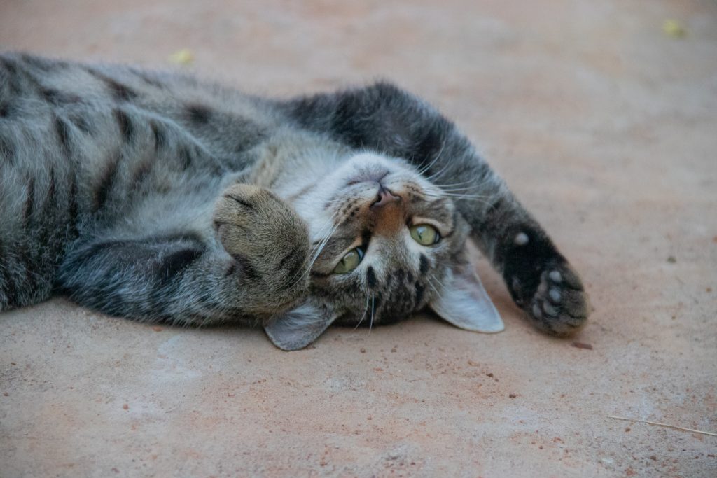 Cadastro Nacional de Animais Domésticos.