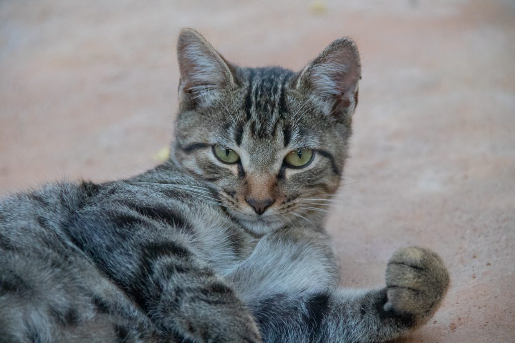 Cadastro Nacional de Animais Domésticos.