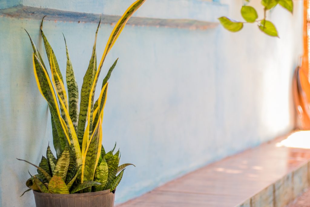 Como cuidar de plantas