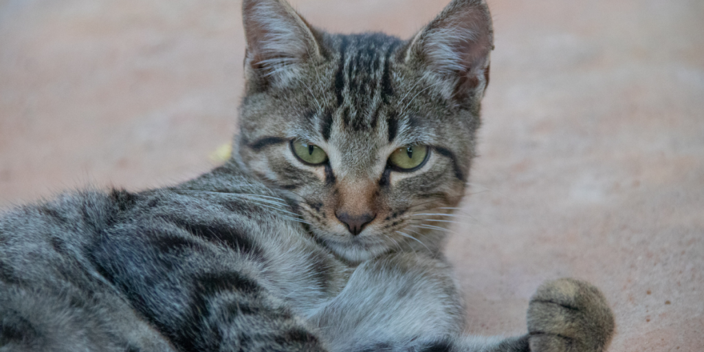Infestação de pulgas como se livrar delas e deixar seu pet tranquilo