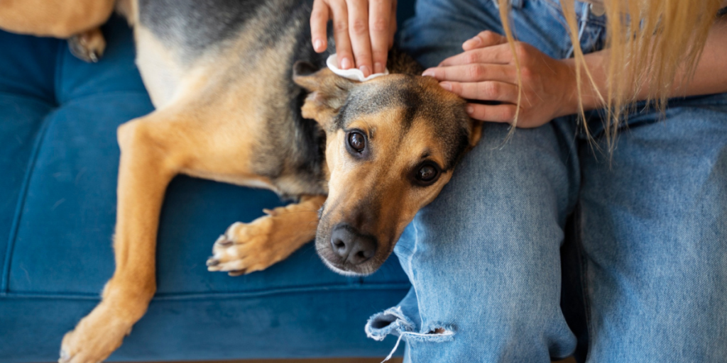 Infestação de pulgas como se livrar delas e deixar seu pet tranquilo