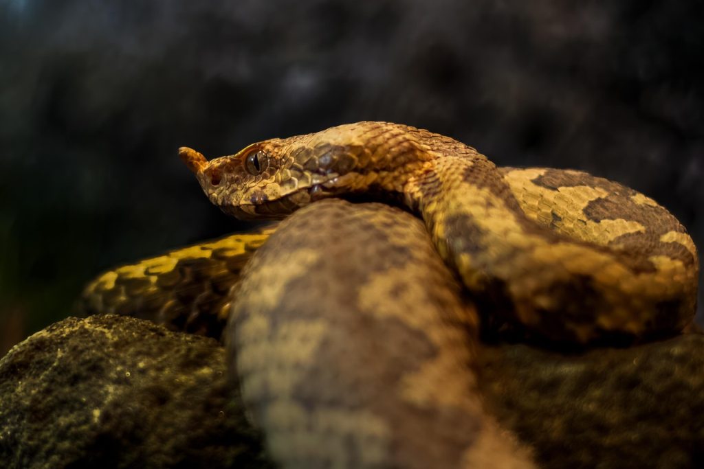 Picada de cobra