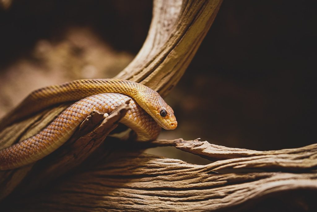 Picada de cobra