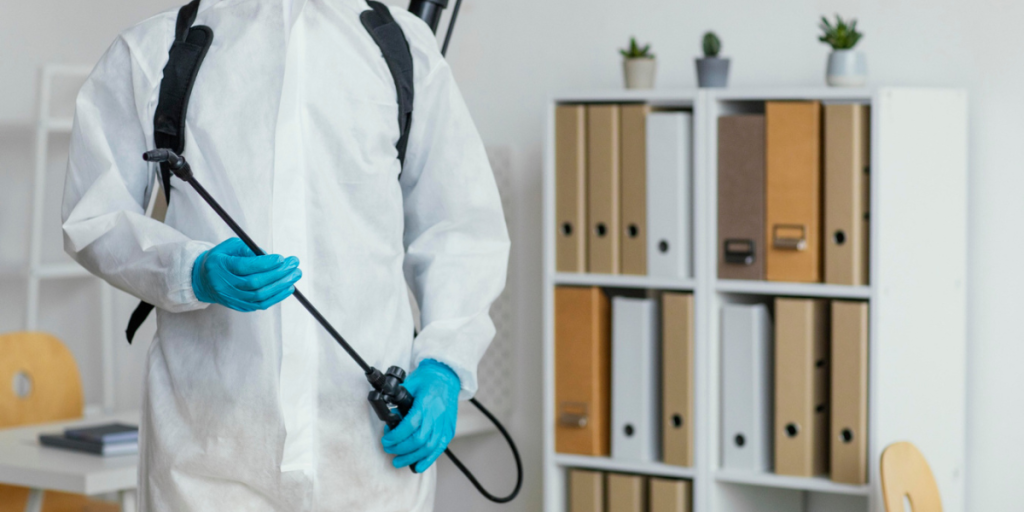 Traças em casa veja por que elas aparecem e como eliminar de forma eficaz