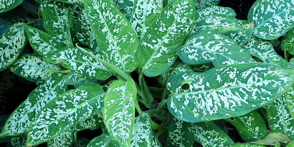 Krzysztof Ziarnek, Kenraiz.wikimedia commons_comigo-ninguém-pode_Plantas mais perigosas do mundo conheça as espécies que exigem atenção redobrada