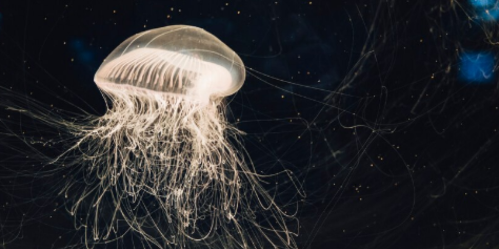 Mistérios do oceano descubra criaturas e lugares escondidos