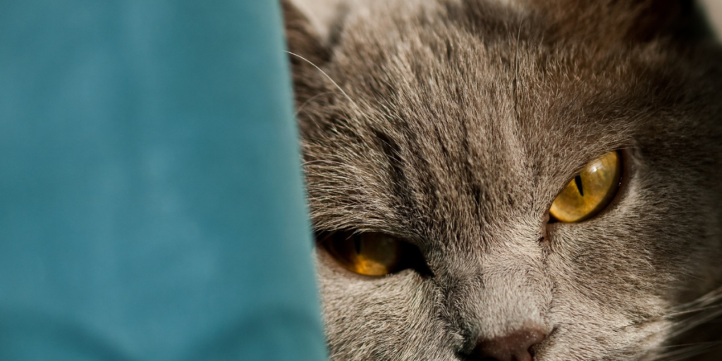 Pets sentem ciúmes Veja como identificar e o que fazer (1)