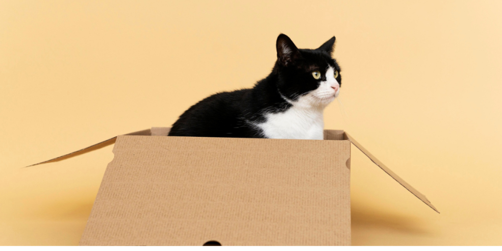 Por que os gatos gostam tanto de caixas A ciência explica