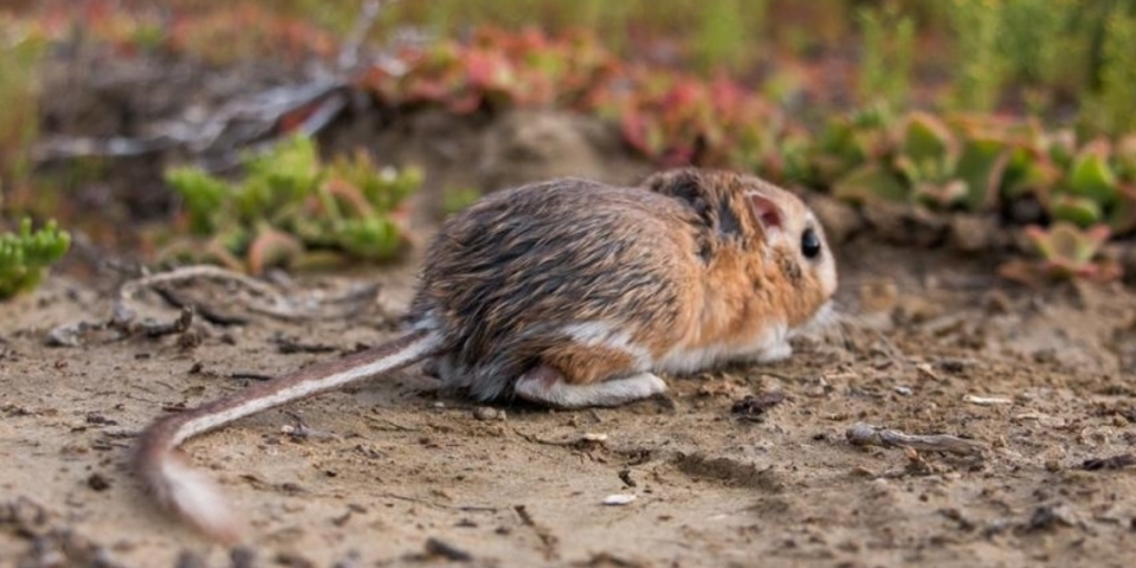 Qual o único animal que não bebe água Veja como ele se adapta (1)