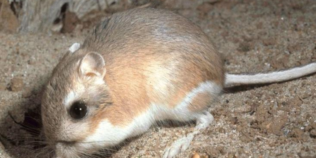 Qual o único animal que não bebe água Veja como ele se adapta
