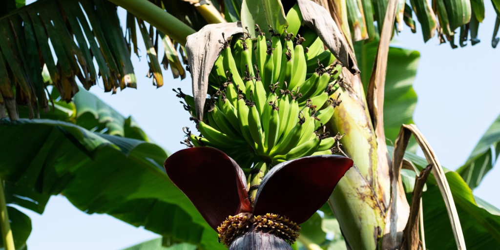 balouriarajesh pixabay_Por que bananeiras morrem depois que dão banana Veja a explicação botânica