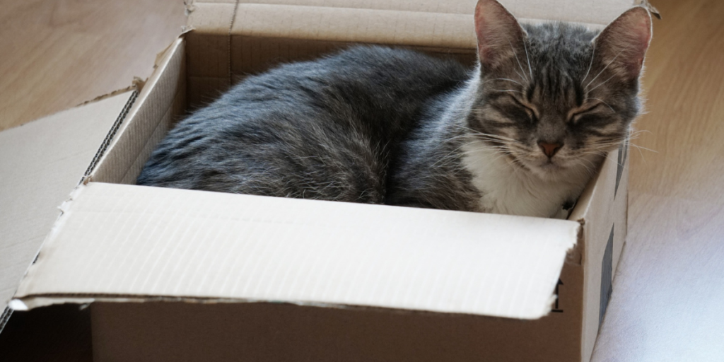 wirestock.freepik_Por que os gatos gostam tanto de caixas A ciência explica