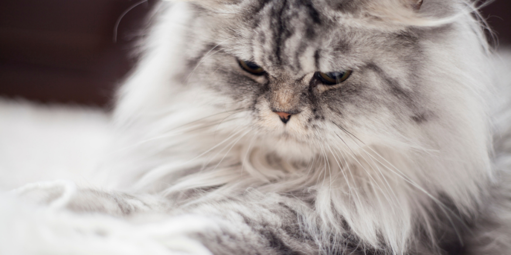 Gato Persa características, cuidados essenciais e valor da raça no Brasil