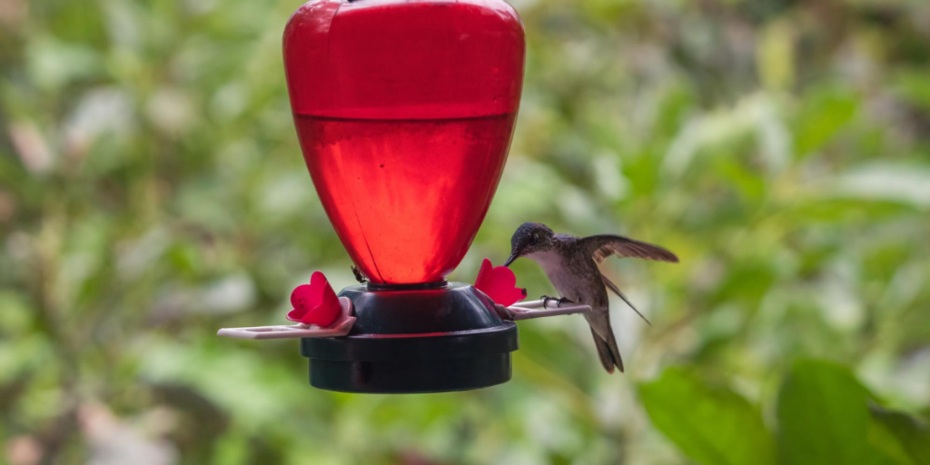 O que significa beija-flor dentro de casa entenda a visita inesperada