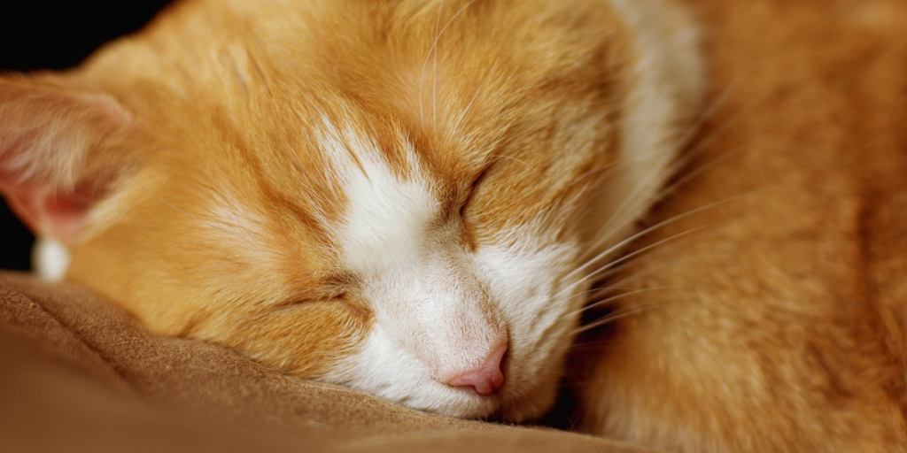 Seu gato dorme muito Veja quantas horas é normal e o que isso revela