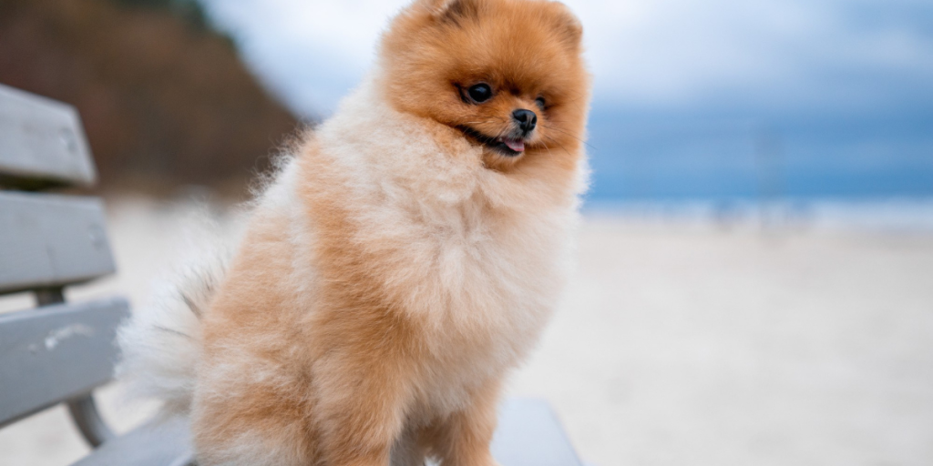 Curiosidades do Chow Chow por que ele é uma das poucas raças com a língua azul (1)