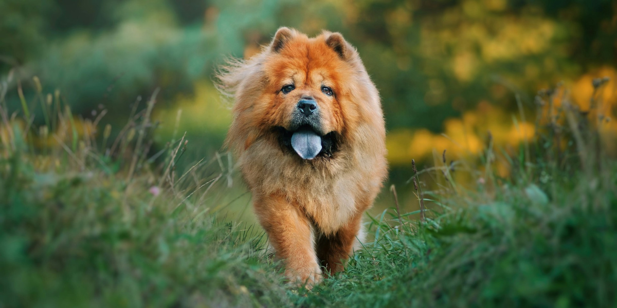 Curiosidades do Chow Chow por que ele é uma das poucas raças com a língua azul