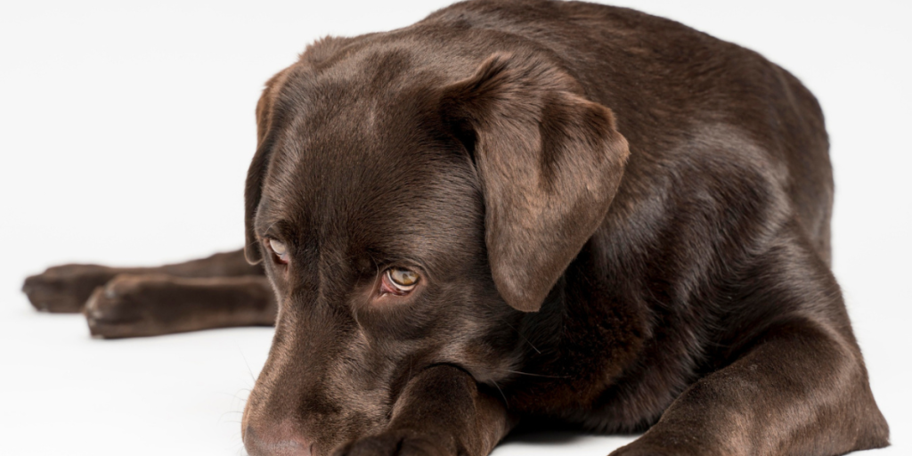 freepik.Freepik_Como saber se o cachorro está com febre sinais, sintomas e medição