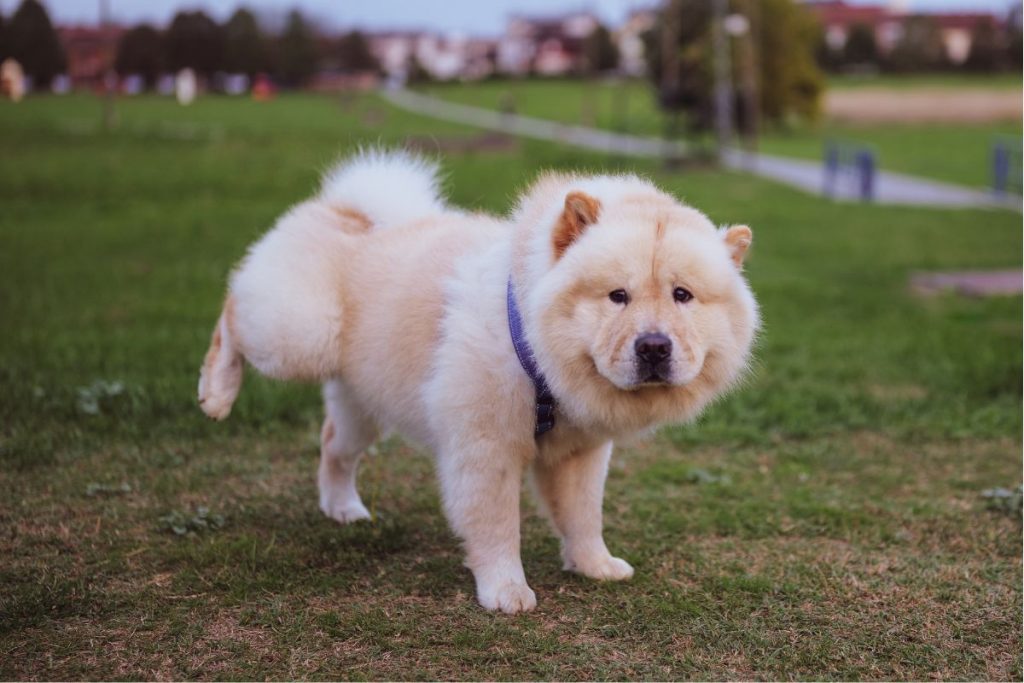 Se seu cachorro está urinando onde não deve, é bom saber o que afzer.