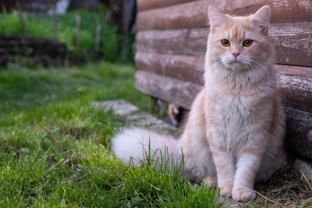 Os gatos sofrem em silêncio e por isso demandam atenção dos tutores.