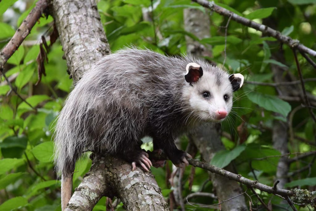 Alguns animais ajudam a manter o ambiente controlado e livre de pragas.
