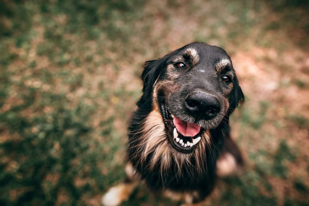Veja como manter a saúde bucal dos animais em dia sem forçar a escovação.