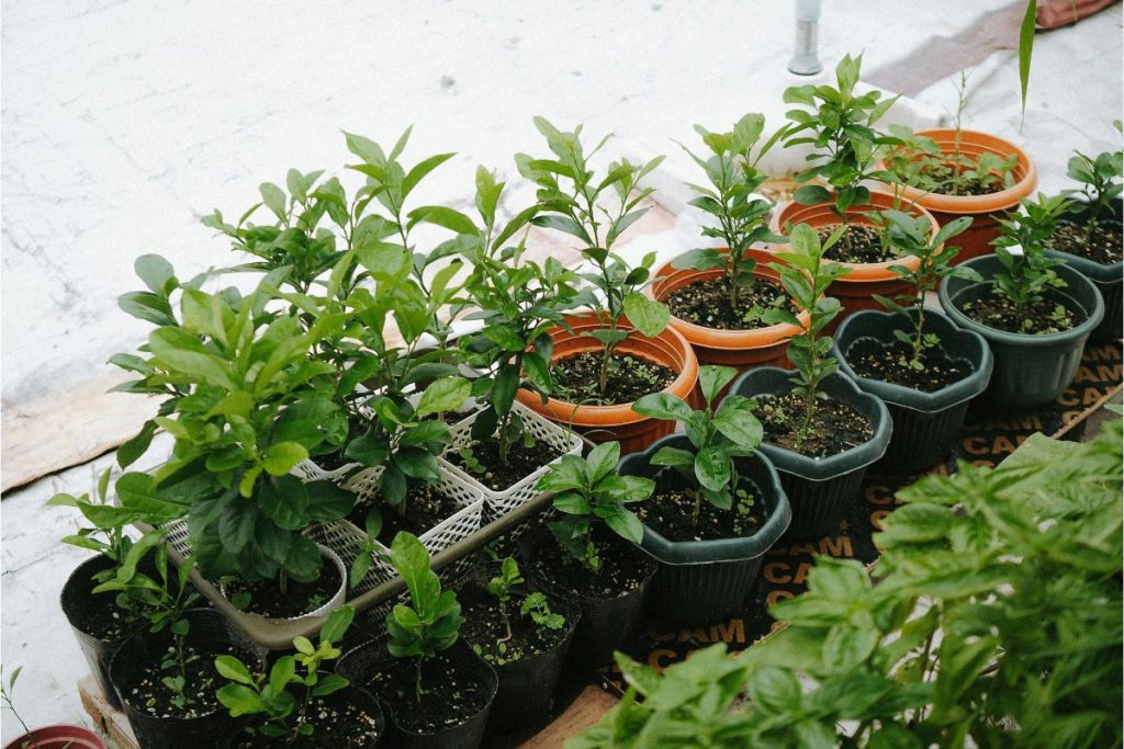 Se você quer atrair boas energias para seu lar, cultive estas plantas.
