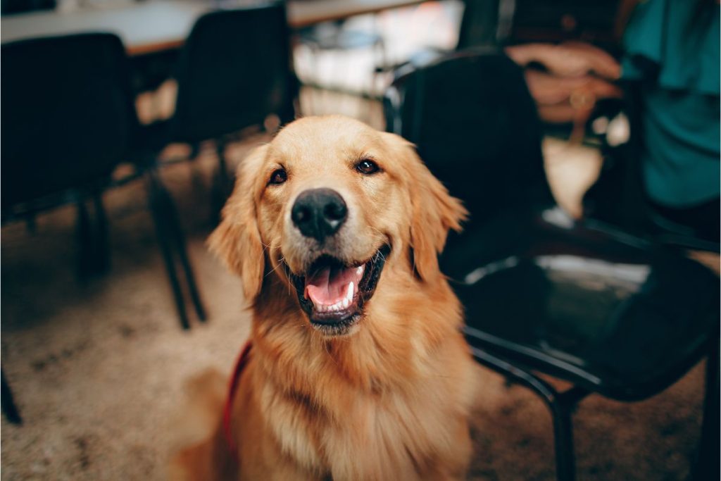 Se você quer melhorar a qualidade de vida do seu cachorro, veja dicas.