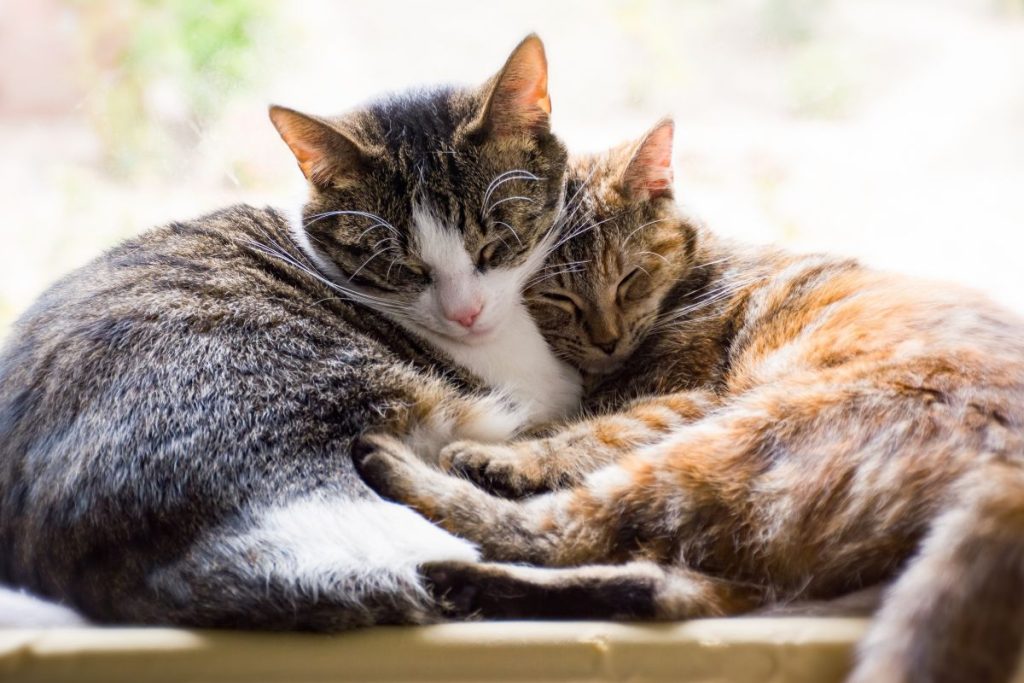 Se você tem um gato em casa, veja se a personalidade bate com a cor.