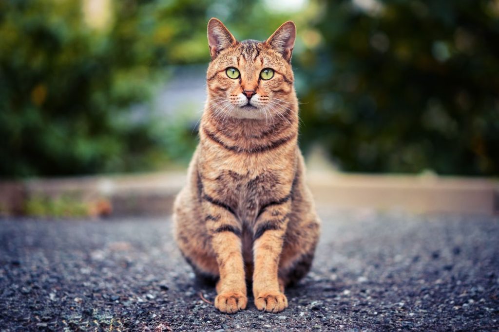 Se seu gato costuma dar voltinhas, é bom arrumar formas de mantê-lo em casa.