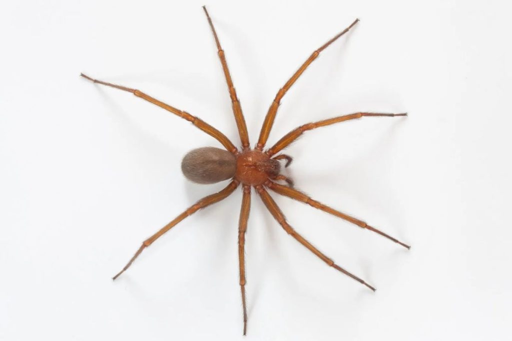 A aranha-marrom é um dos animais urbanos mais perigosos que existem.