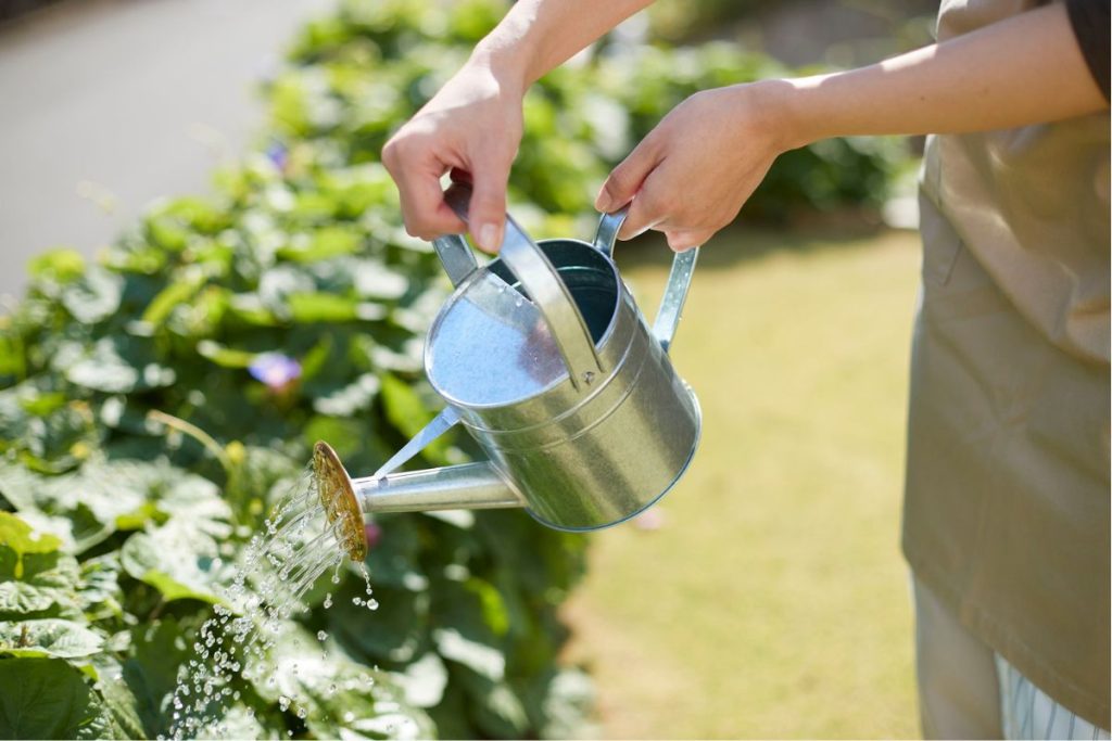Se você tem estas plantas em casa, pode esquecer as regas.