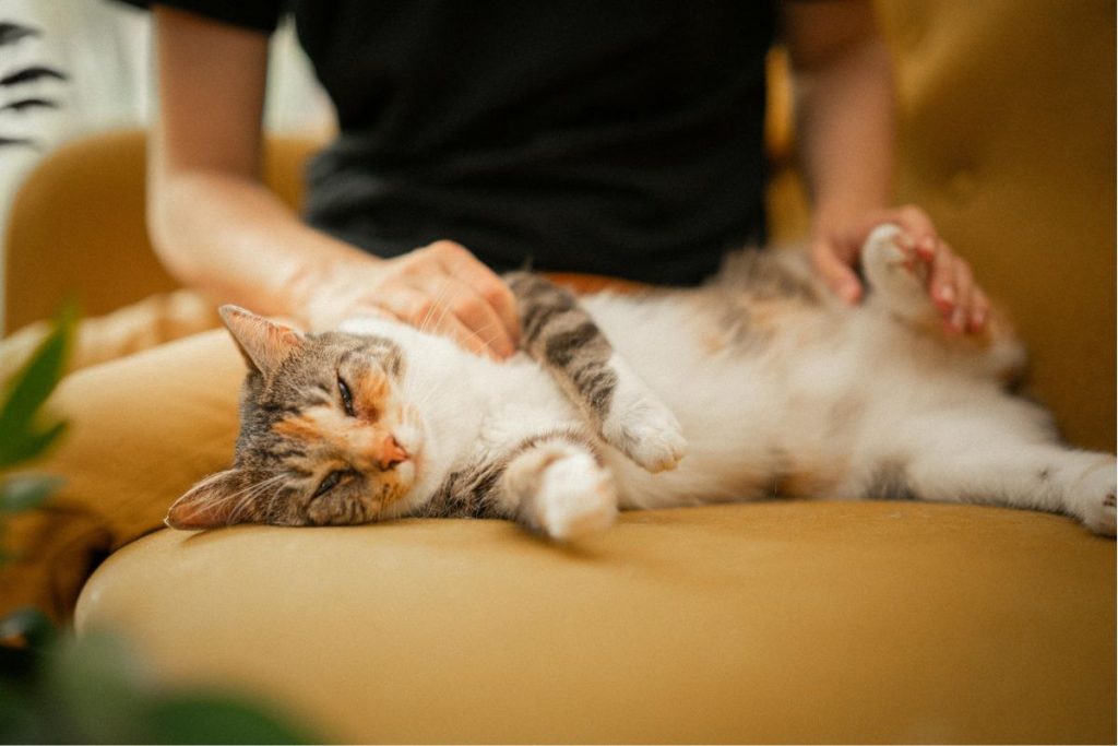 Se você quer conquistar o coração do seu gato, veja algumas dicas.