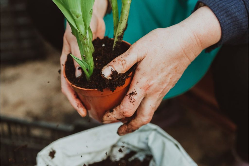 Se você quer cultivar plantas, escolha alguma que não seja estas.