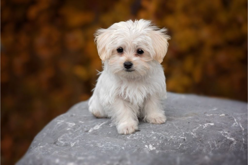 Se você quer um cachorro que fique sempre fofinho, veja as melhores raças.