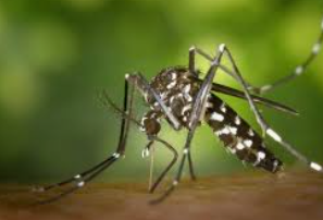 Como identificar a dengue e o que fazer para se recuperar rápido em casa